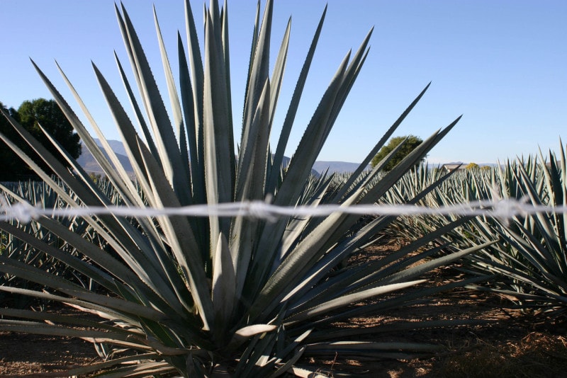 agave field with barb wire